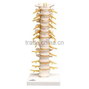 Thoracic vertebra educational model for colleage