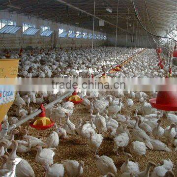 Automatic Broiler Pan Feeding System for Chickens photo-3