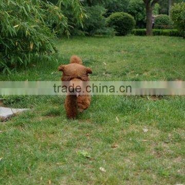 EVA foam ball toy for dog