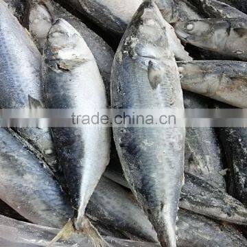 BQF Mackerel Fish photo-3