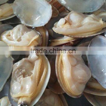 whole shell and whole cooked clam in season for sale