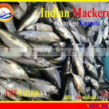 FROZEN W/R INDIAN MACKEREL