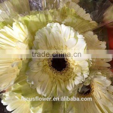 Light Yellow Dalma Gerbera Flowers For Sale