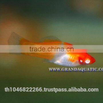 Santa Swordtail Fish Farm - Tropical Fish For Sale photo-4