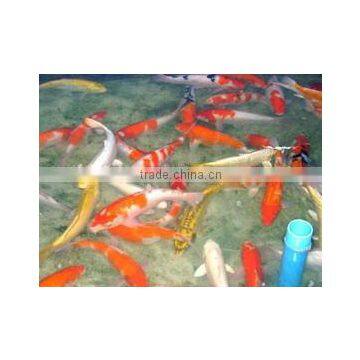 Koi Fish from Thailand