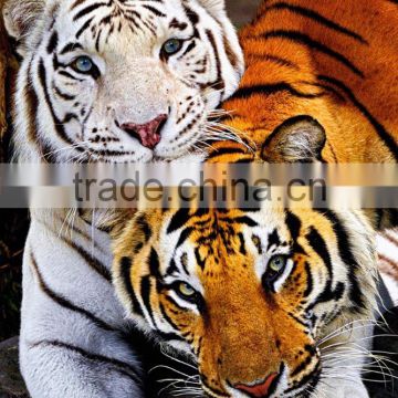 Digital print tiger design custom animal size velour egyptian cotton italy beach bath towel