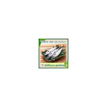 frozen seafood of pacific mackerel fish