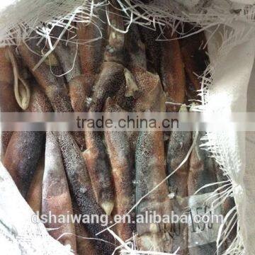 Frozen ILLEX Squid whole round with size 100 - 150 pcs / 12.5kg