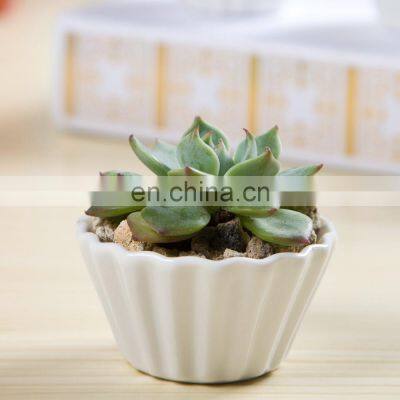 Wholesale Modern Simple White Decorative Garden Flower Pot Round Shell Shape Ceramic Succulent Plant Pot