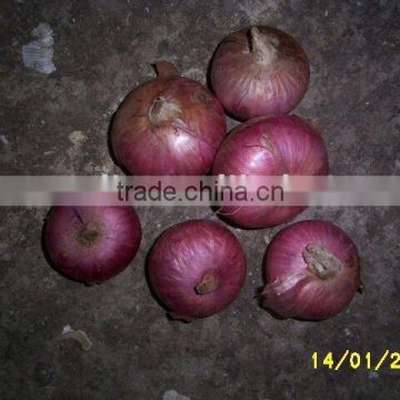 Fresh Red Onion