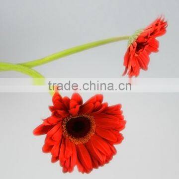 High quality Savanna fresh flowers gerbera