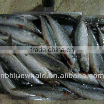 new frozen pacific mackerel(sea frozen)300-500g