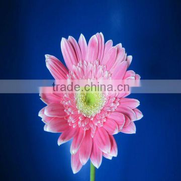 Fresh Cut Gerbera from the Biggest flower Manufacturing Base of China