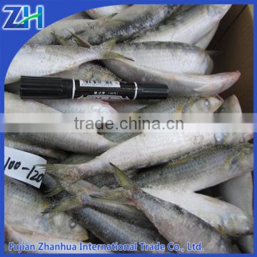 Frozen sardines fish with best quality