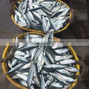 Scombor Japonicus Frozen Pacific Mackerel market sales 200-300g Light catch ship frozen/land frozen, unit size: 4-5pcs/kg