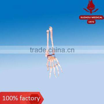 Hand bones with ulna and radius