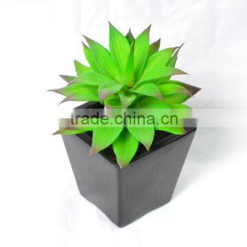 Attractive Succulent in Mixed Color in Black Ceramic Pot