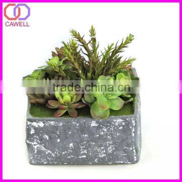 mini succulent plants bonsai