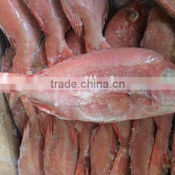 wholesale new frozen fresh red snapper fish