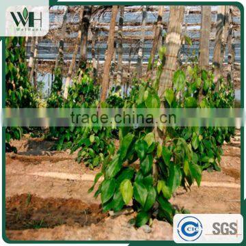 Vietnam Grade A Good Price Black Pepper 500gl for Powder photo-4