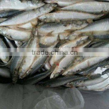 Mackerel For Bait