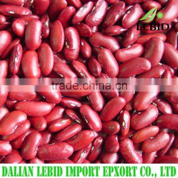 New crop canned red beans long shape