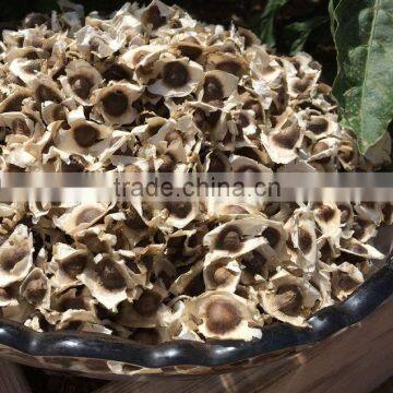 Moringa Oleifera Seeds Available... photo-2
