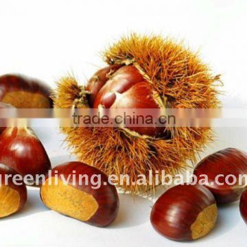 chiese sweet chestnut