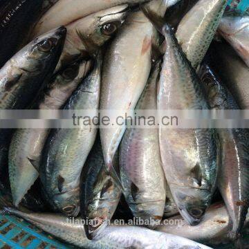 New season frozen Mackerel competitive price for sale