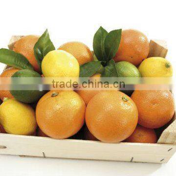 Yellow Navel Orange - Best Quality & Price To Be Offered