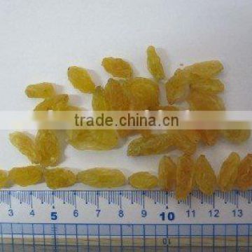 Dried Golden Raisin