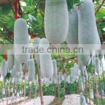 Early maturity High yield small wax gourd seeds for Growing-bai xing 102