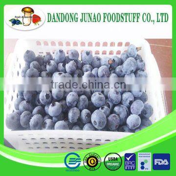 frozen fruit fresh bulk iqf blueberry fruit