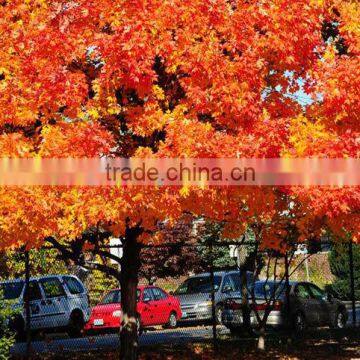 Sugar maple seedling