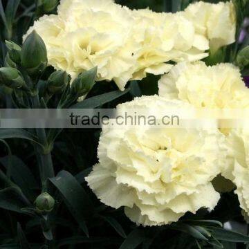 Supply Carnation Fresh Cut Carnation Fresh Cut Flowers photo-6
