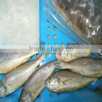 delicious seafood with yellow fish and iqf canned sea fish