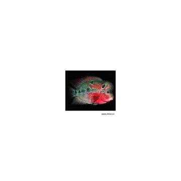 Sell Luohan Fish