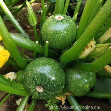 Early Maturity Green Peel Excellent Shining Zucchini Seed Round Green F1 Hybrid Squash/zucchini Seeds No.80 photo-3