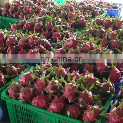 Good Quality Dragon Rruit With Competitve Price AT Market Viet Nam photo-5