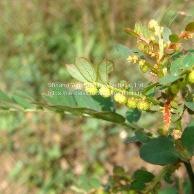 Phyllanthus extract 10:1, Phyllanthus niruri standardized extract, Phyllanthus herb extract, Phyllanthus Urinaria Extract, Under leaf pearl extract,