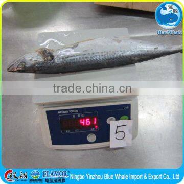 Spanish Mackerel(Gutted and Gilled ) supplier