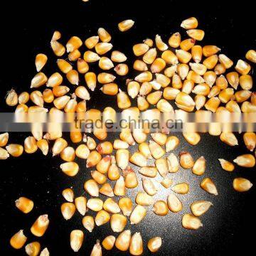 PAKISTAN Yellow Corn Animal Feed grade