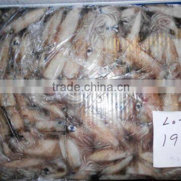 Whole Round California Squid Price