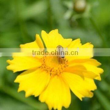 Coreopsis Verticillata Linn. Flower Seeds,herb Seeds,vegetalbe Seed,fruit Seed,grass Seed photo-2