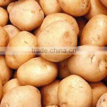 New crop purple sweet potato with competitive export price