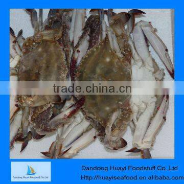 frozen swimming crab sea crab