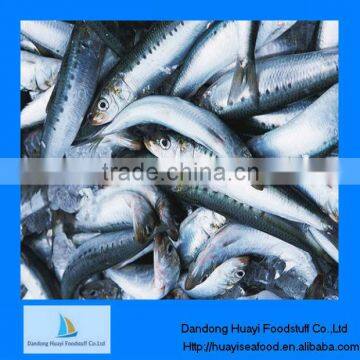 good quality frozen sardine