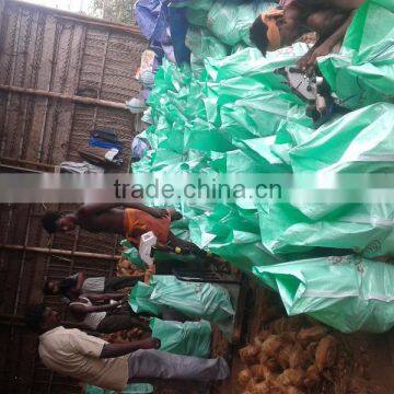 Semi Husked Coconuts photo-4