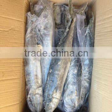 Whole IQF Frozen Spainsh Mackerel