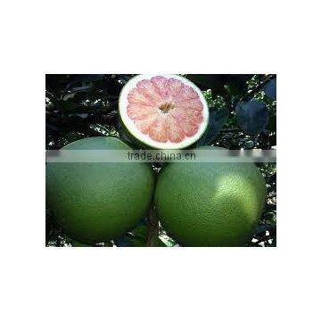 Vietnam Fresh Pomelo Best Price and High Quality